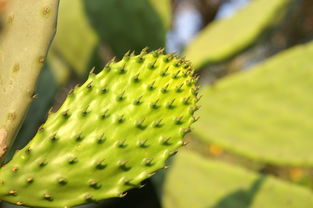 绿色馈赠 从仙人掌刺梨到植物的多元应用