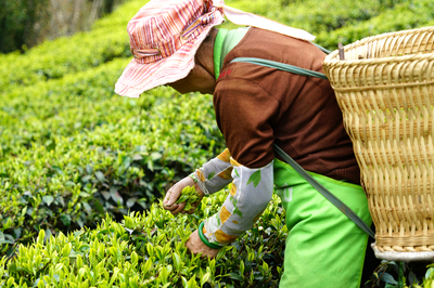 春日赴约永平，共品一席茶香盛宴