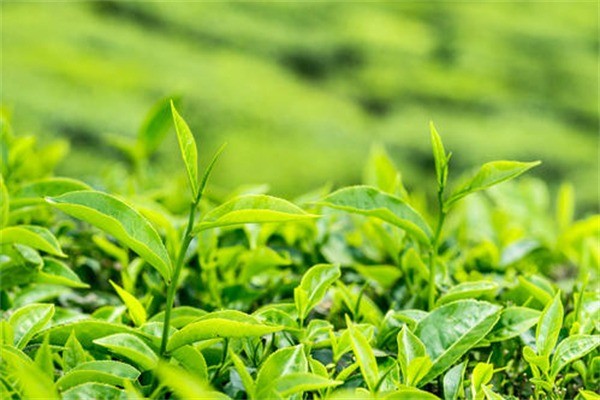 江南茶韵 一杯香茗里的千年风华