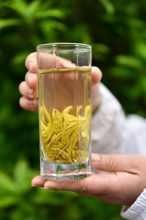 高山云雾出好茶，风过云硒茶飘香