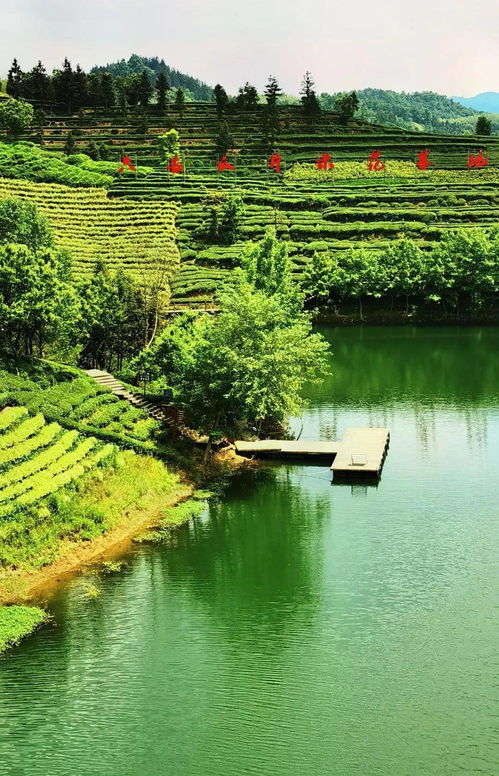 大美金寨 六安西茶谷，一叶倾城醉山水