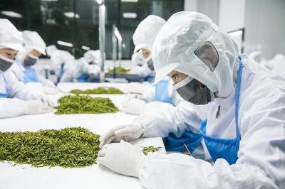 脚踏实地做好中国茶才是目标——杜国楹谈茶叶的产品与营销之道