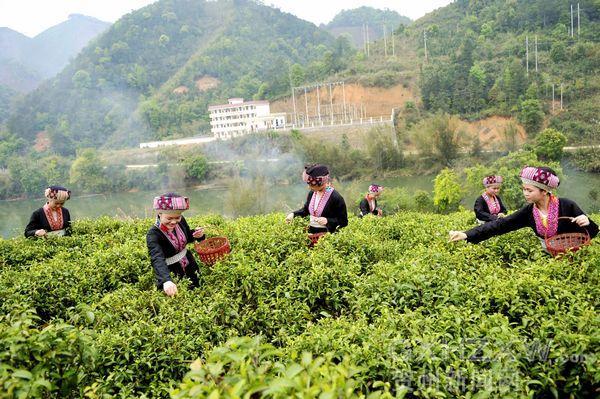 种植六堡茶 山区致富新路径